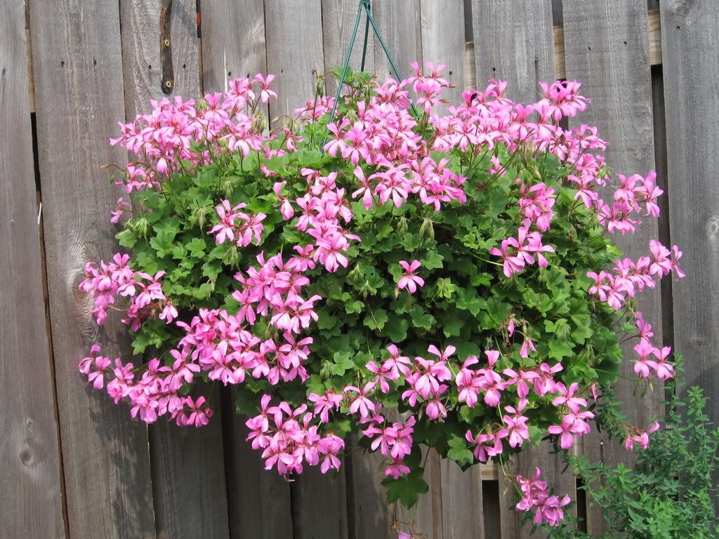 Swiss Balcony Ivy Geranium (bargain Basket At Menard's!) Photo by